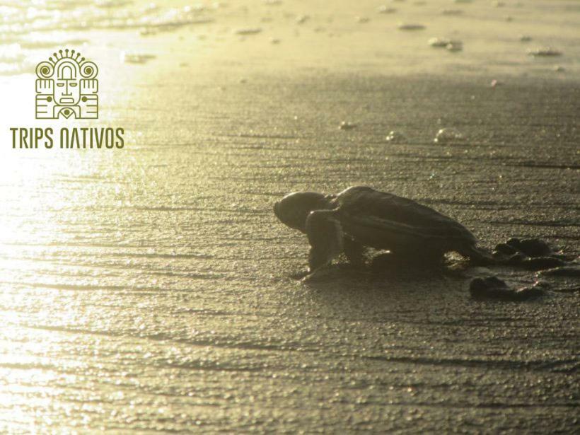 Casa Chilamates Tortuguero Exterior foto